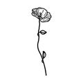 Garden carnation doodle illustration isolated on white background. Royalty Free Stock Photo